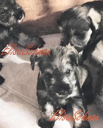 Schnauzer Nano Pepe e Sale cucciolo