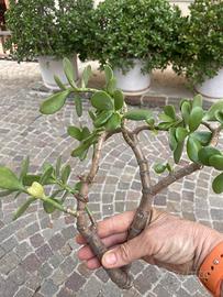 Pianta di giada