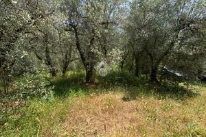 TER. AGRICOLO A NARNI