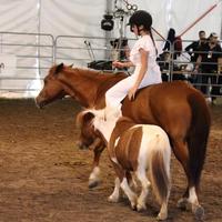 Quarter horse in mezza fida per tutti