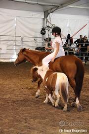 Quarter horse in mezza fida per tutti