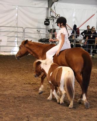 Quarter horse in mezza fida per tutti