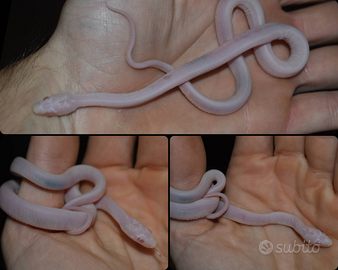 Serpente del grano "Scaleless"