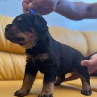 Cuccioli di rottweiler