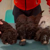 Cuccioli di lagotto romagnolo