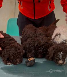 Cuccioli di lagotto romagnolo