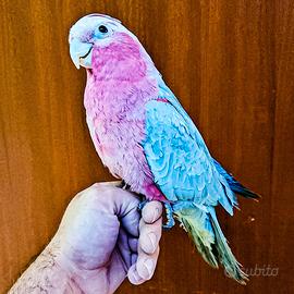 Pappagallo cacatua rosa allevato a mano