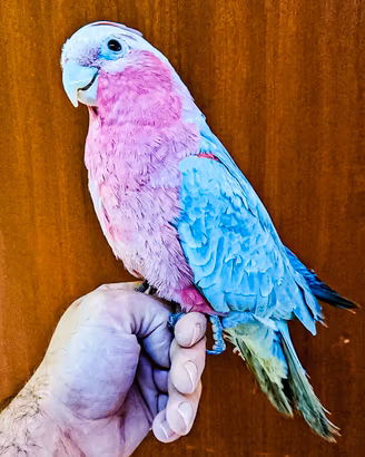 Pappagallo cacatua rosa allevato a mano