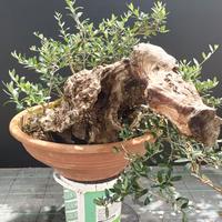 Bonsai olivo