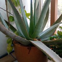 Piante di aloe vera e arborescens
