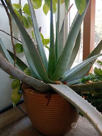 Piante di aloe vera e arborescens
