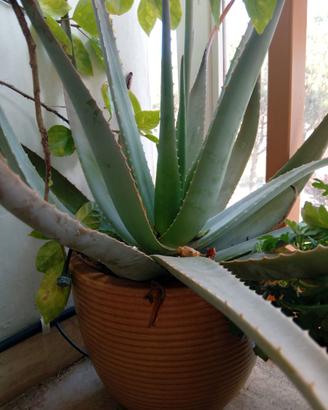 Piante di aloe vera e arborescens
