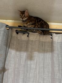 Gatto bengala