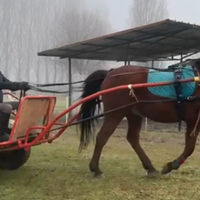 Calesse Cavallo