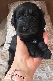 maltipoo 