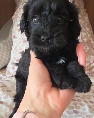 maltipoo 