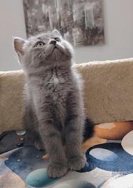 Gattina scottish