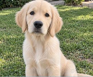 Cucciolo di Golden Retriever di 5 mesi