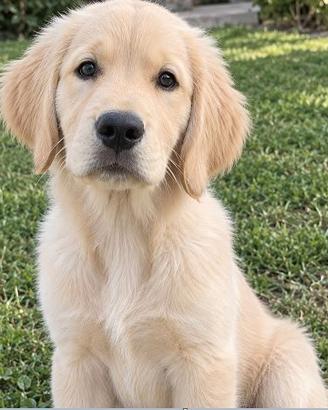 Cucciolo di Golden Retriever di 5 mesi