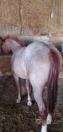 Cavallo puledro