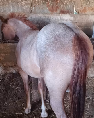 Cavallo puledro