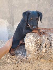 Jagd terrier