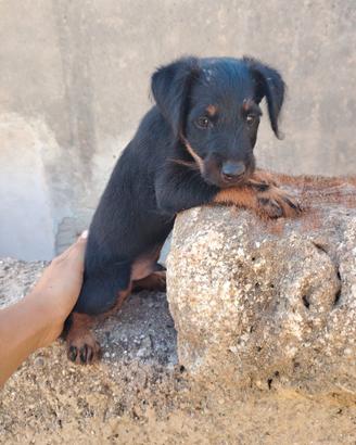 Jagd terrier