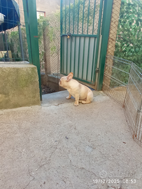 Bulldog Francese
