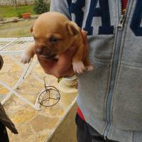Chihuahua