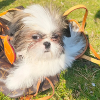 Vendita Cucciola di shitzu