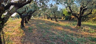 uliveto a San vito sullo jonio