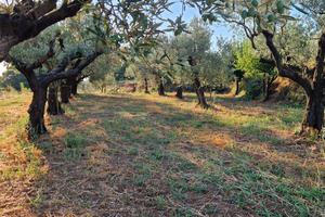 uliveto a San vito sullo jonio