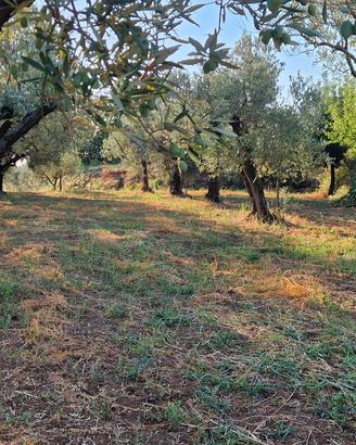 uliveto a San vito sullo jonio