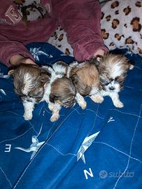 Cuccioli di cane razza shitzu toy