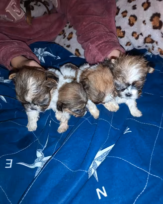 Cuccioli di cane razza shitzu toy
