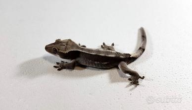 Ciliatus axanthic / lilly white / Frapp / Capp