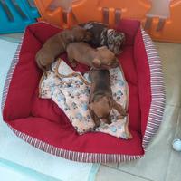 Cuccioli maschi di bassotto caninchen