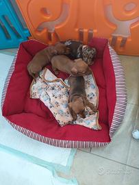 Cuccioli maschi di bassotto caninchen