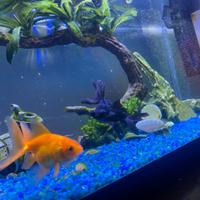 Oranda goldfish