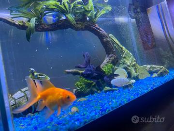 Oranda goldfish