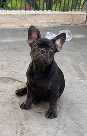 Cucciolo bulldog francese