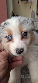 Femmina Blue Merle Pastore Ausraliano