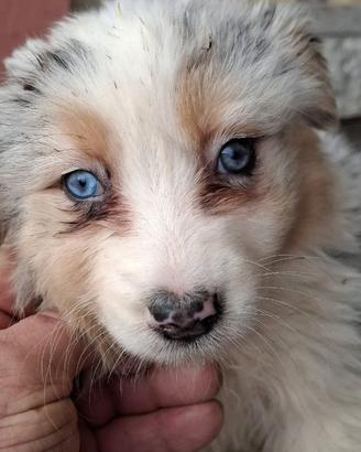 Femmina Blue Merle Pastore Ausraliano