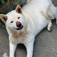 Akita giapponese bianco