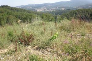 Terreno edificabile comune di Citerna