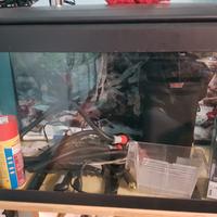 acquario 100 litri 