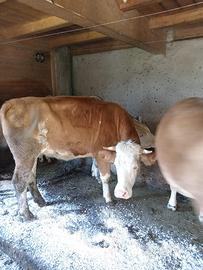 Manzetta Simmental