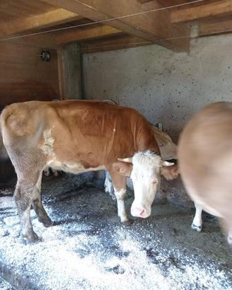 Manzetta Simmental