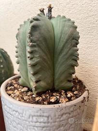 astrophytum 