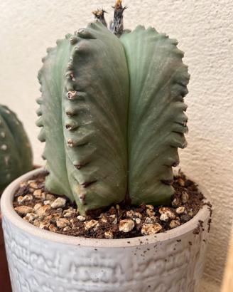 astrophytum 